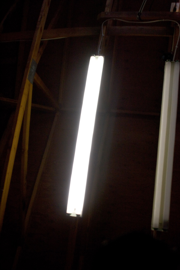 fluro.jpg